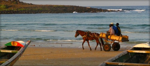 dakar-senegal-beach-horse-study-language-main