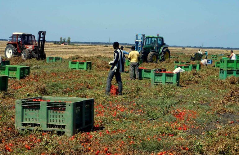 Raccoglitori di pomodori in provincia di Foggia (Altreconomia).