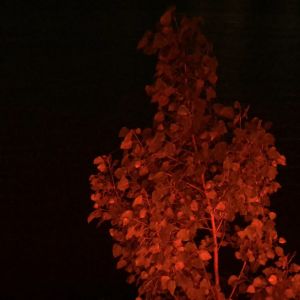 China And Social Policy Cover Image